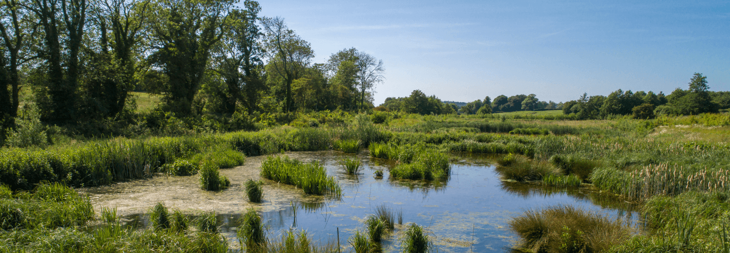 rivier omgeven door een weide en bomen